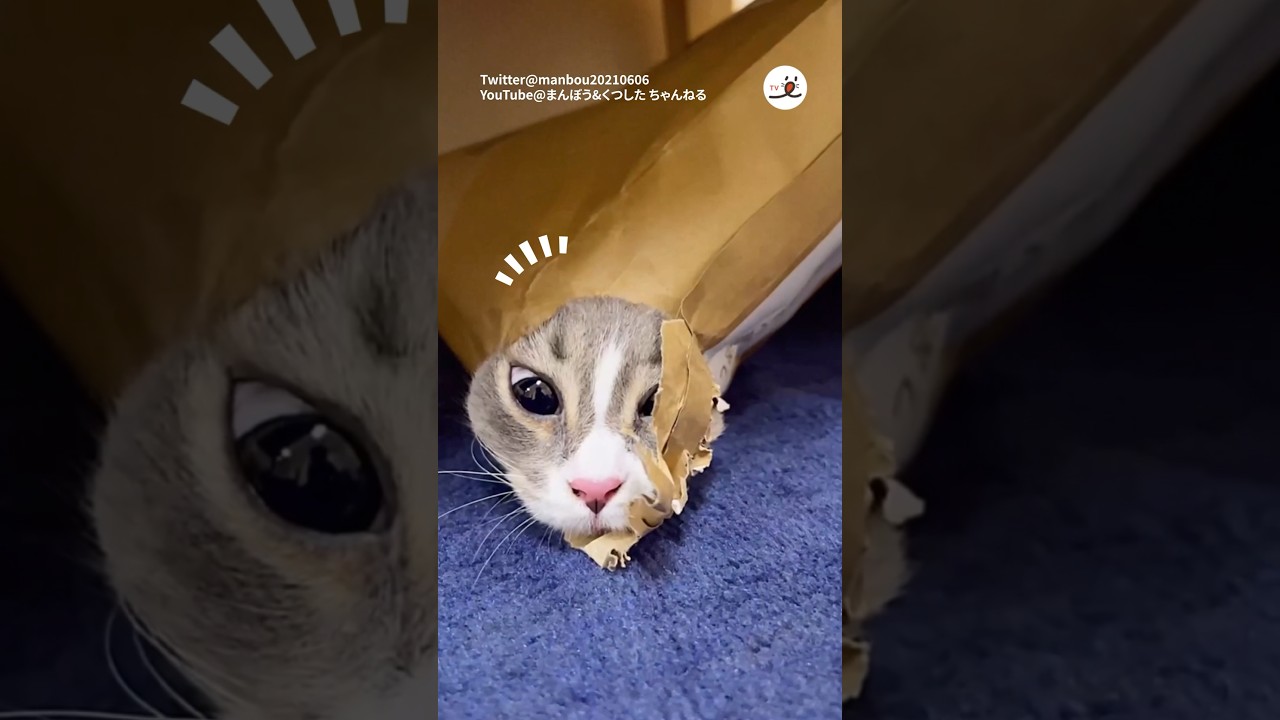 新しい生物が発見されました❣️｜PECO #スコティッシュフォールド  #scottishfold #猫 #猫動画 #猫のいる暮らし #cat #catlover #catvideos