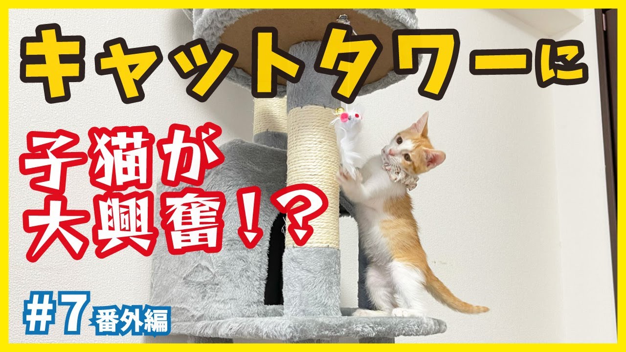 子猫が興奮、キャットタワーがやって来た！今回は猫の手を借りつつ組み立てをしました。【個性的な保護猫がいっぱい💗ねこせんチャンネル・番外編7】/ kitten training