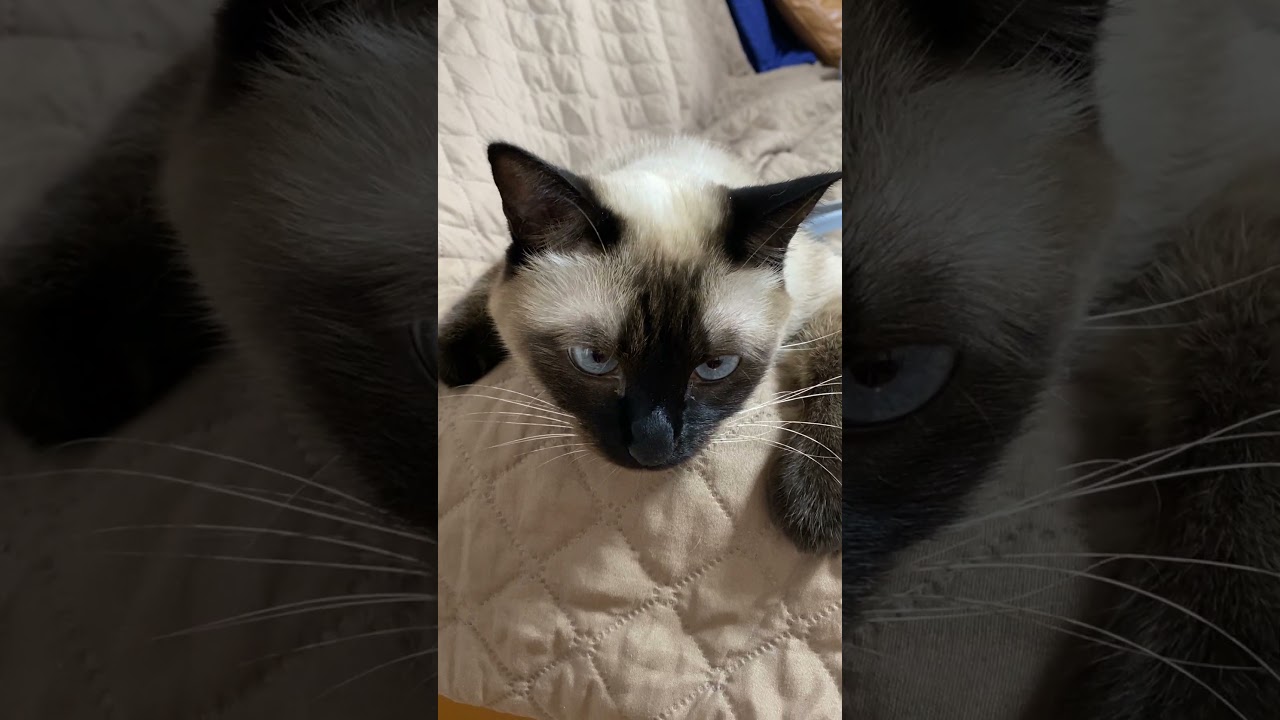 【2023.08.19】今日のシャム猫のふくさん（音無し）【たぬき猫】 #shorts