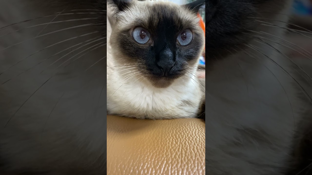 【2023.08.25】今日のシャム猫のふくさん（音無し）【たぬき猫】 #shorts