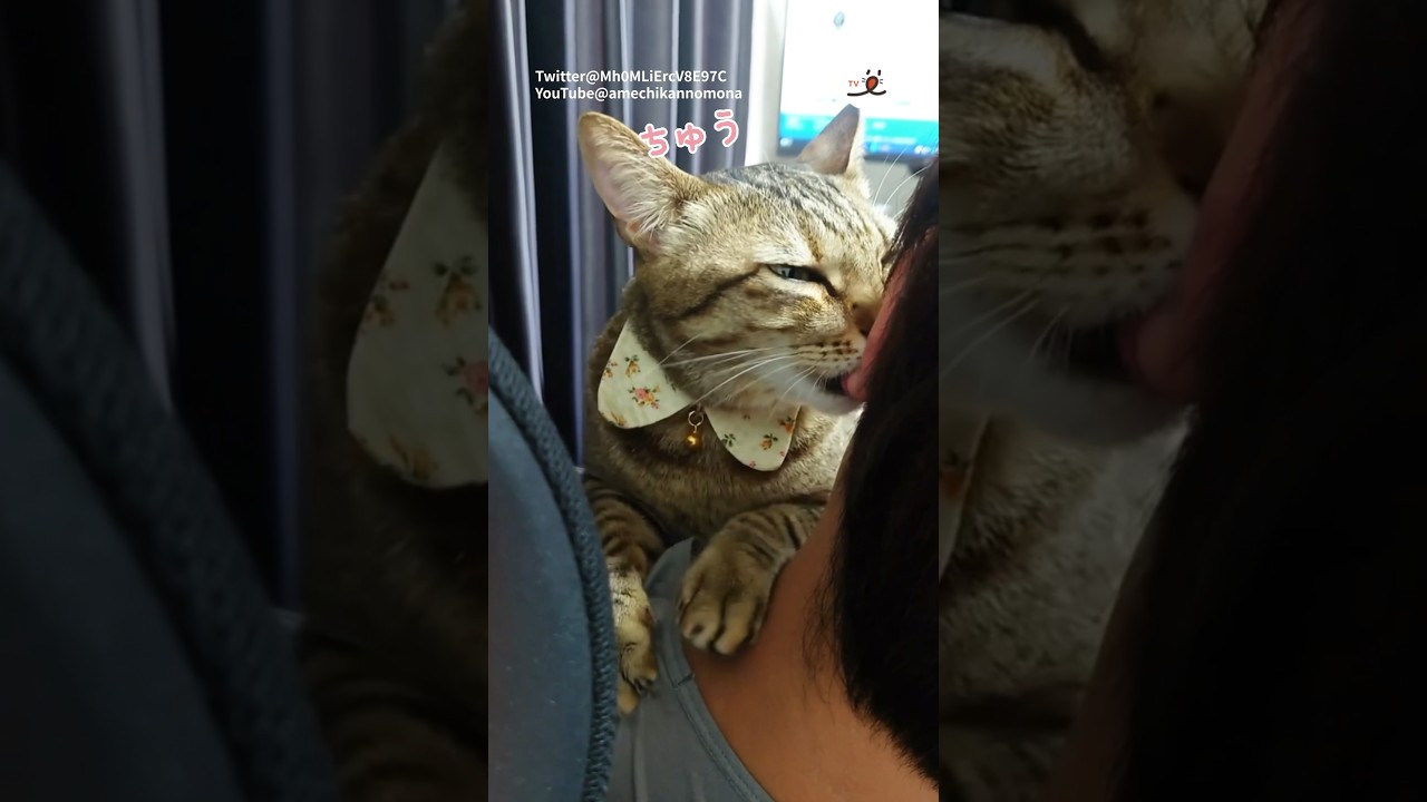 永遠のバブー👶｜PECO  #アメリカンショートヘア #americanshorthair #マンチカン #munchkin #猫のいる生活 #猫との暮らし #猫と暮らす #ミックス猫