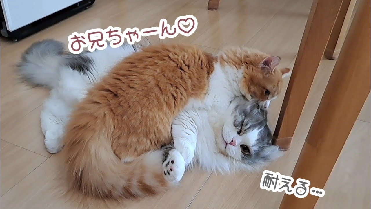 【マンチカン】子猫が好きすぎて優しい兄猫がこうなっちゃいました