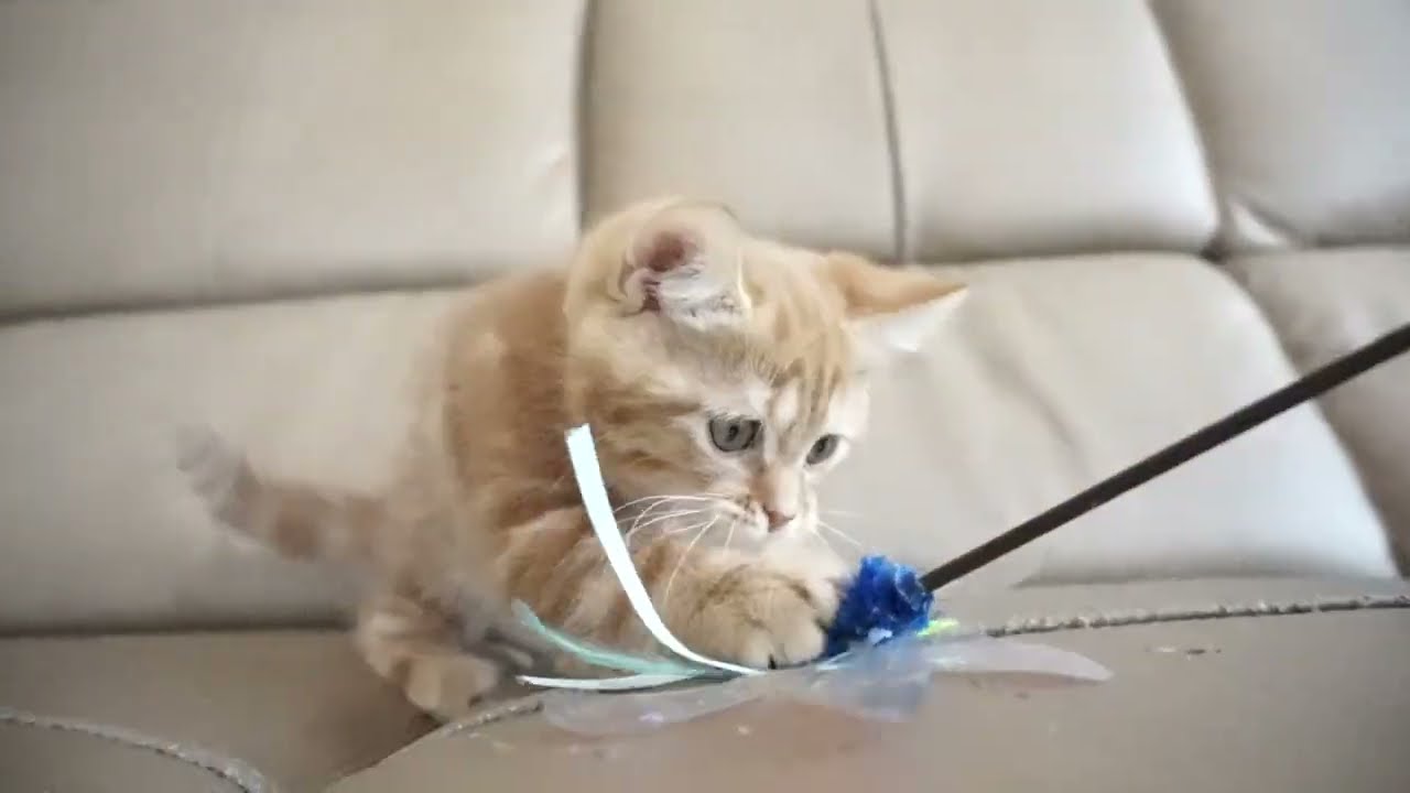 セルカークレックス子猫　2023.6.14産まれ 　レッドタビー　　女の子　シーダキャット猫のお店