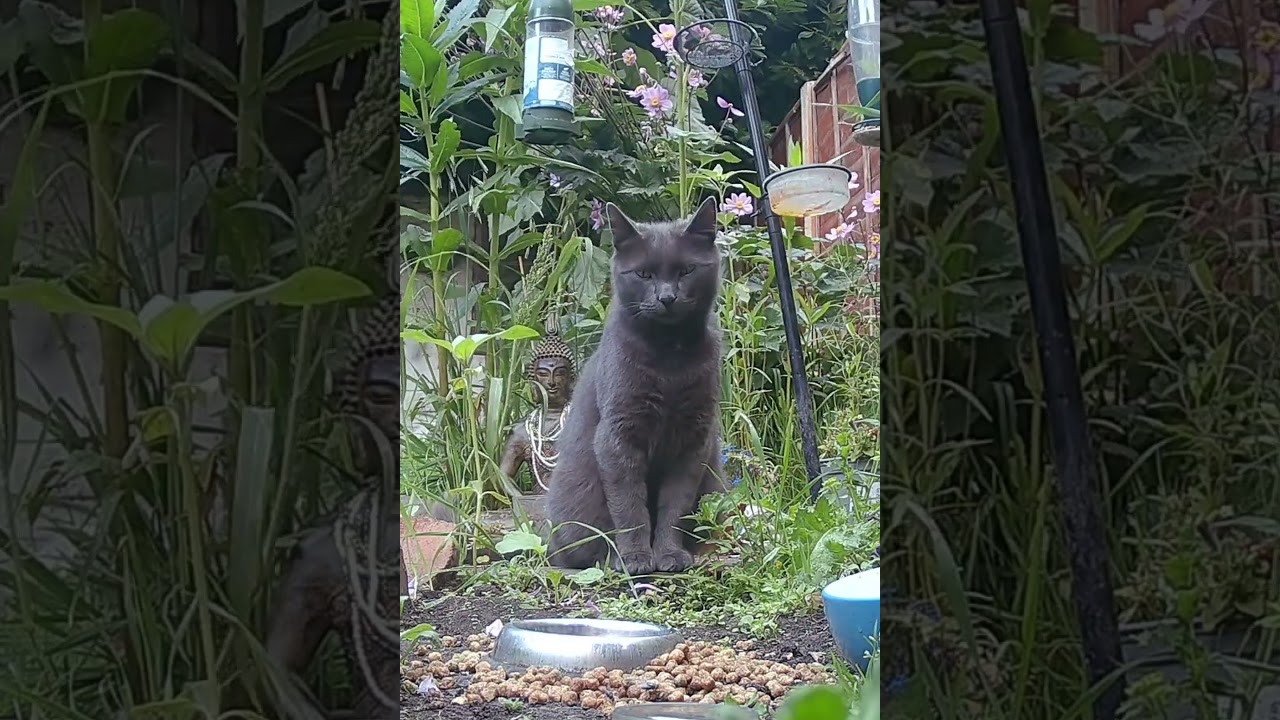 Lucipurr Cat Being Cute #cats #cat #catcat