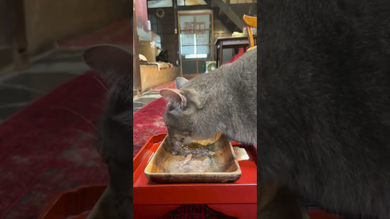 #風の猫　朝ごはん..　最後は大好きなカップを入れてもらい完食する猫…　#shorts