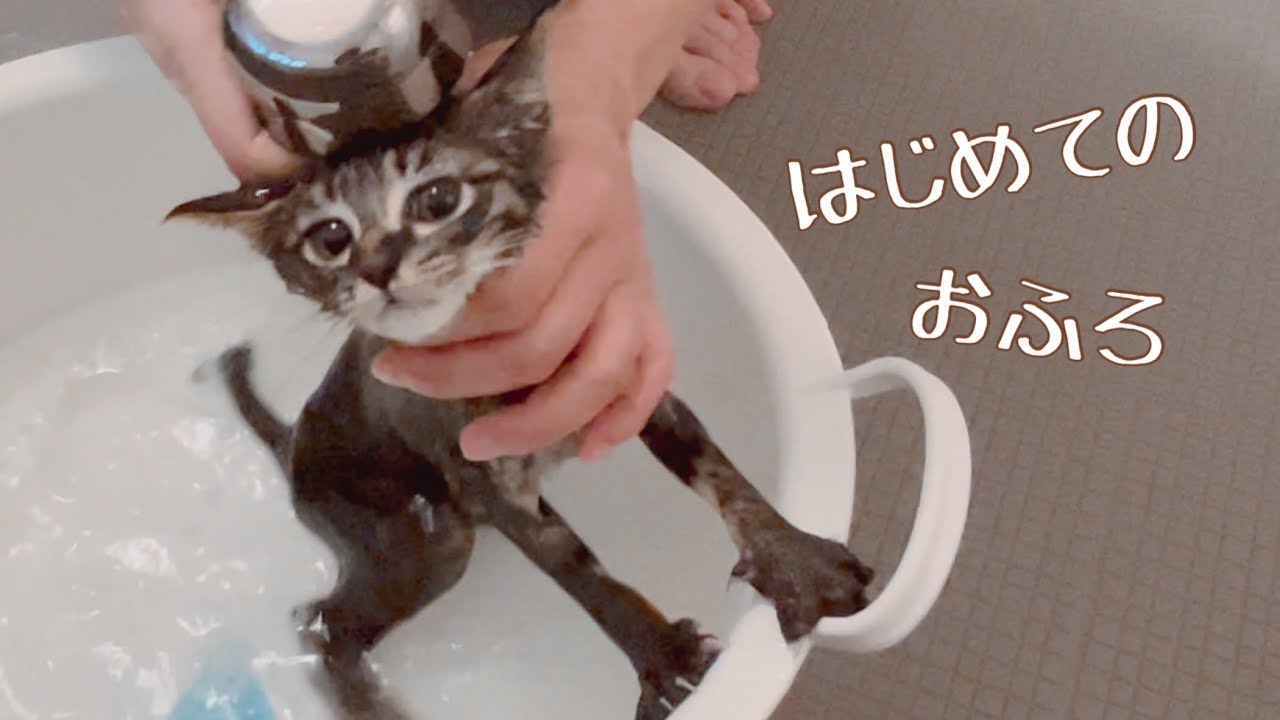 はじめてのお風呂♡されるがままの子猫がかわいすぎました…