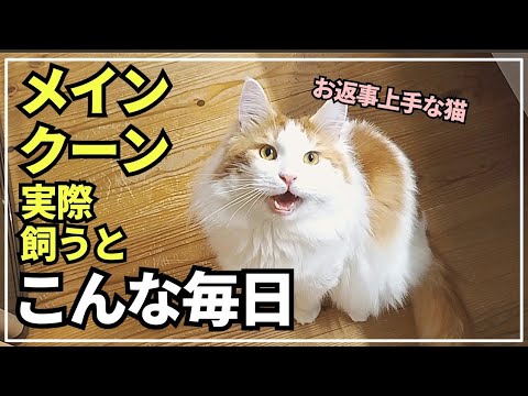大型猫の日常ってこんな感じ！ご飯の時だけ返事する猫【メインクーン】