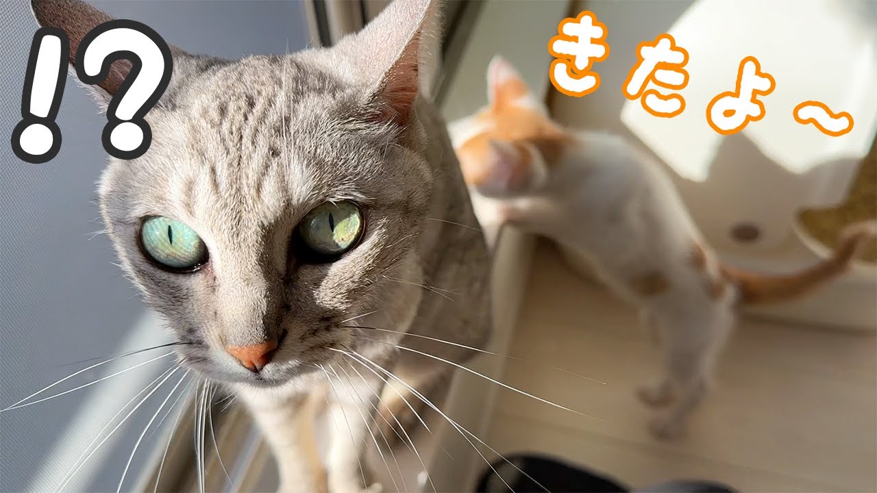 ボス猫と子猫は知らないうちに仲良くなってました！