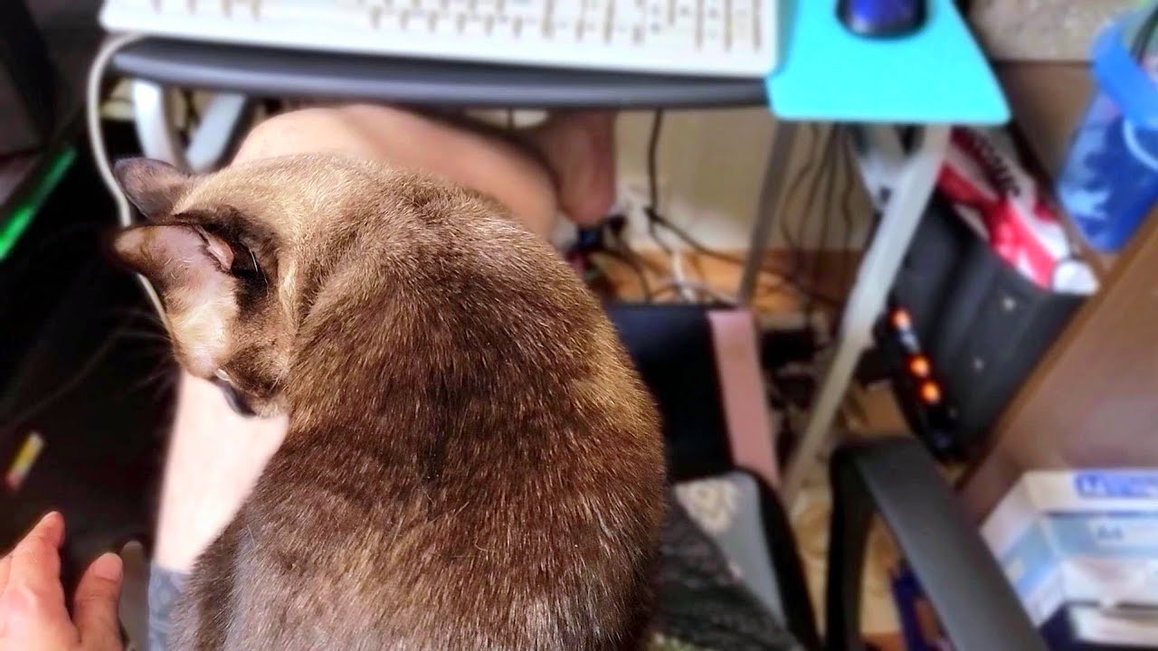 膝にしがみつくシャム猫に下りるよう頼んだら向きを変えて更に抱き付かれた🤪