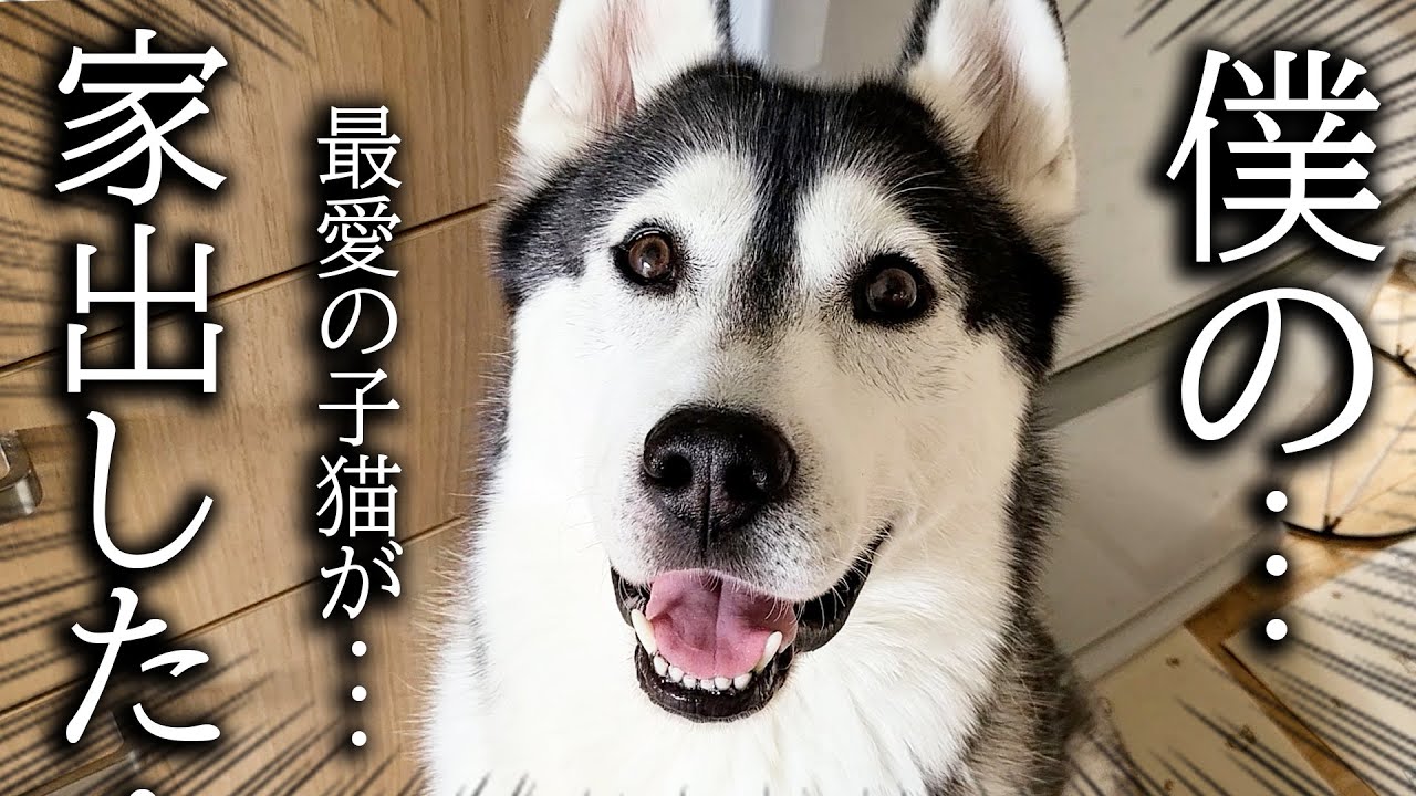 家出したと思った猫を見つけた時の犬の反応がこちらです