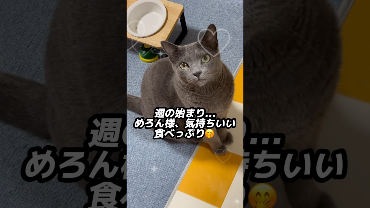 【ロシアンブルー】週の始まり...めろん、今朝もいい食べっぷり🤭【猫】#shorts