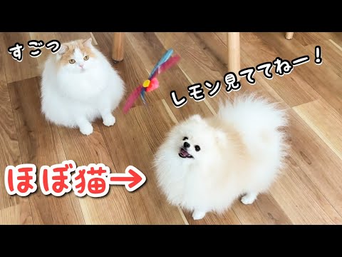 猫と暮らしてたら猫より猫らしくなった犬が可愛過ぎたw
