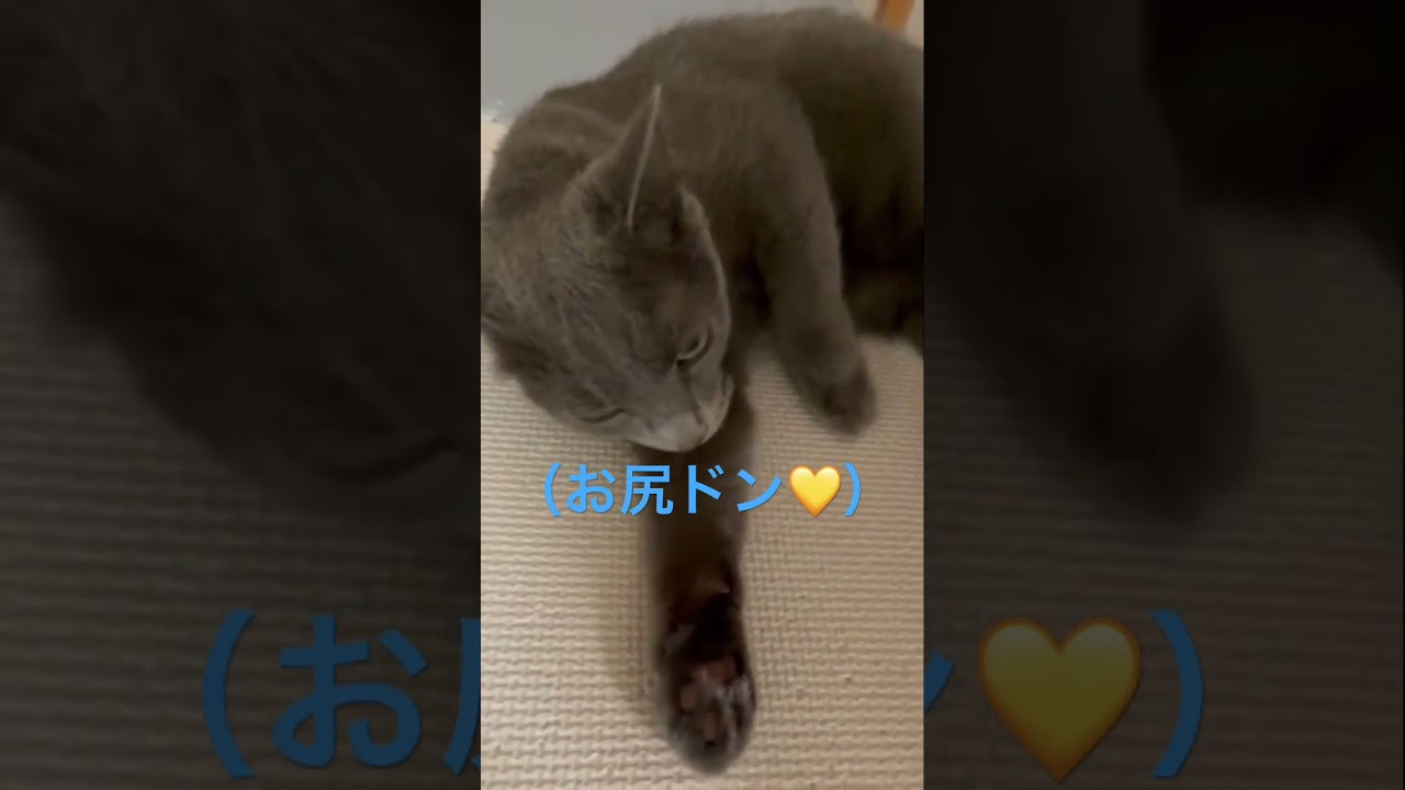 壁ドン猫〜お尻ver〜（ロシアンブルー）