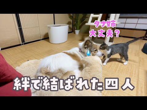 【種族を超えた絆】仲間を心配し合う先住犬と子猫