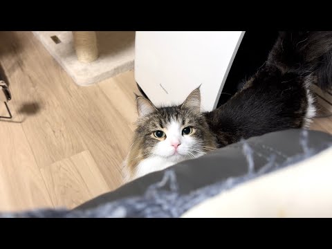 甘えにきた猫を可愛がったらまさかの展開になりましたw