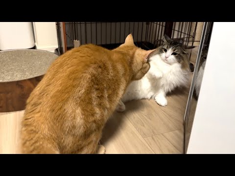 久しぶりに猫たちが喧嘩して大変でした...