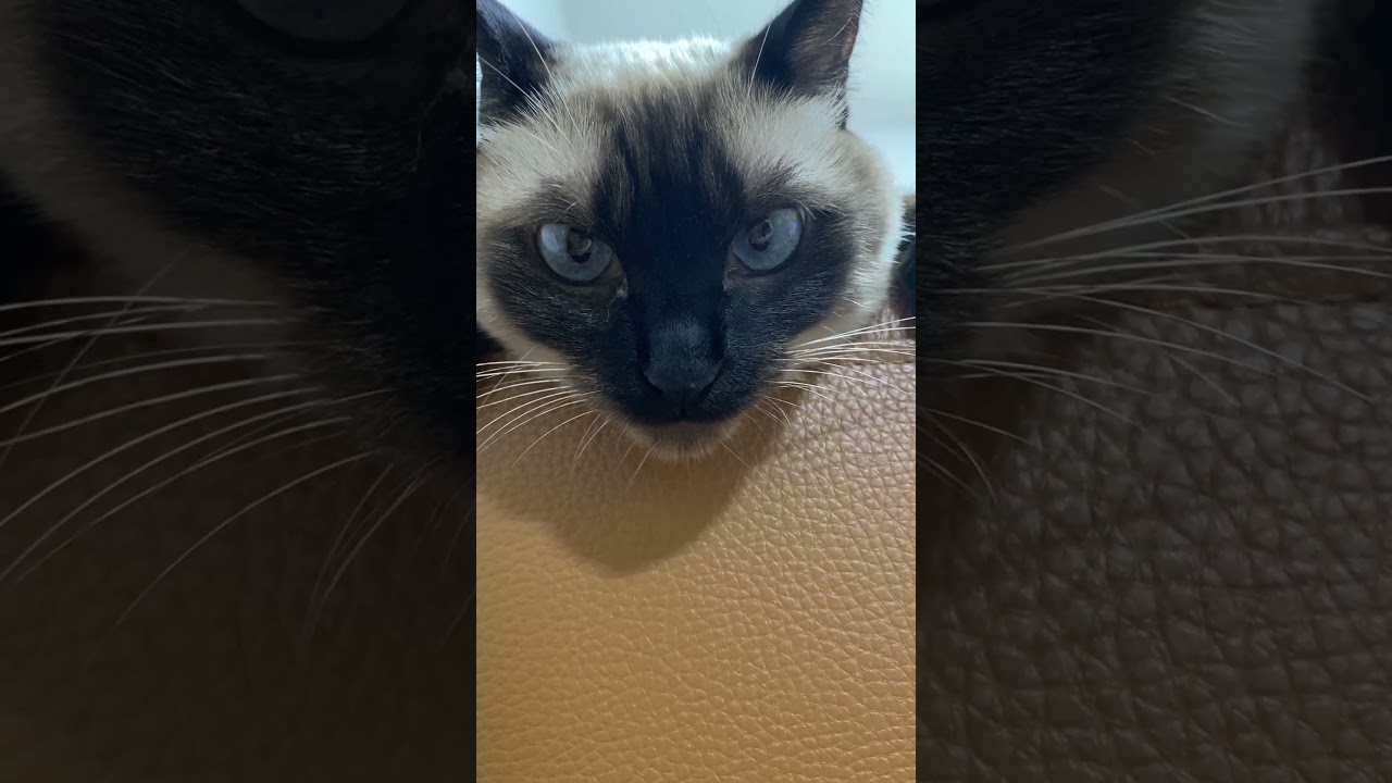 【2023.08.26】今日のシャム猫のふくさん（音無し）【たぬき猫】 #shorts