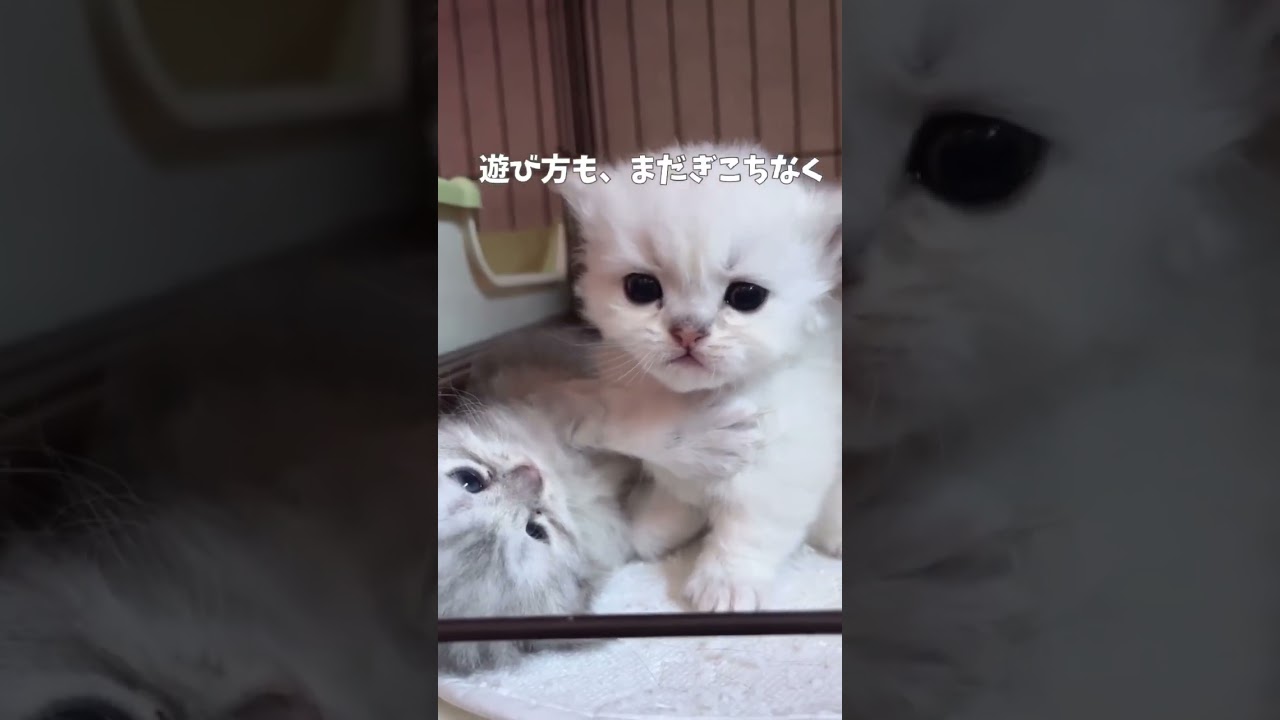 【ミヌエット子猫】DAY23♡よちよちBABY