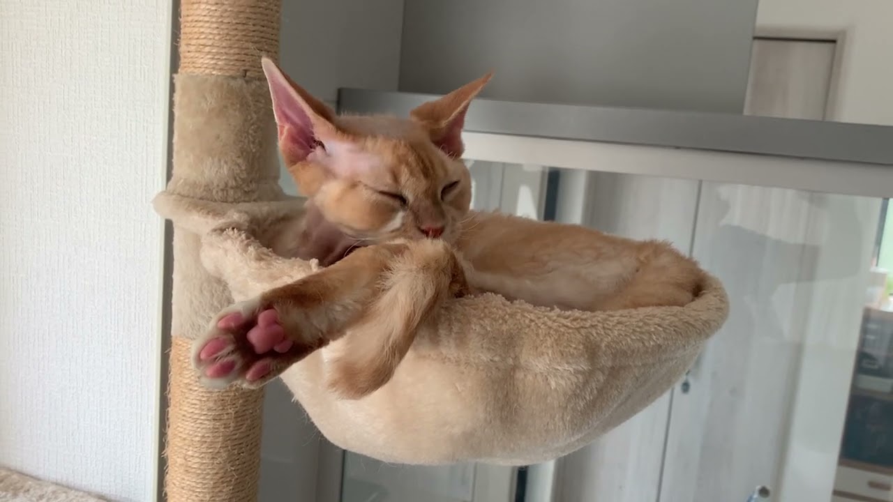 デボンレックス猫がハンモックでグルーミングしています(Devon Rex cat grooming in his favorite hammock)