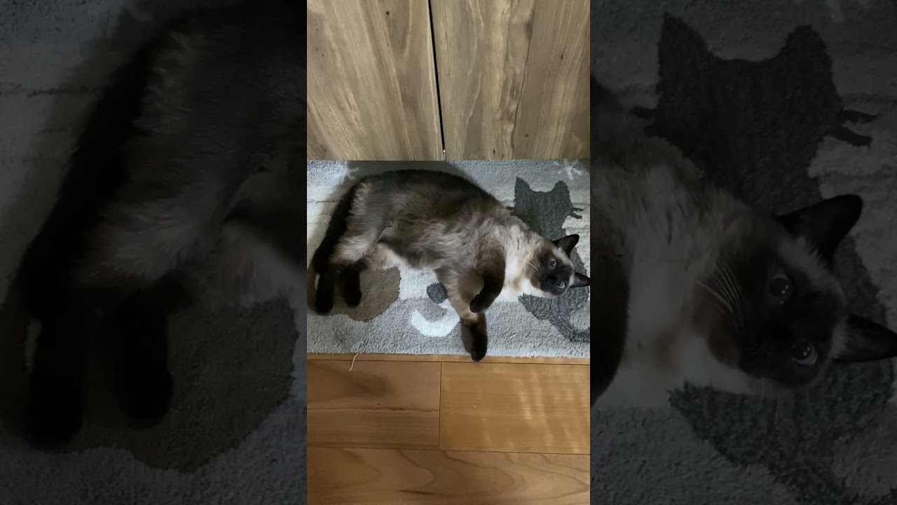 【2023.08.28】今日のシャム猫のふくさん（音無し）【たぬき猫】 #shorts