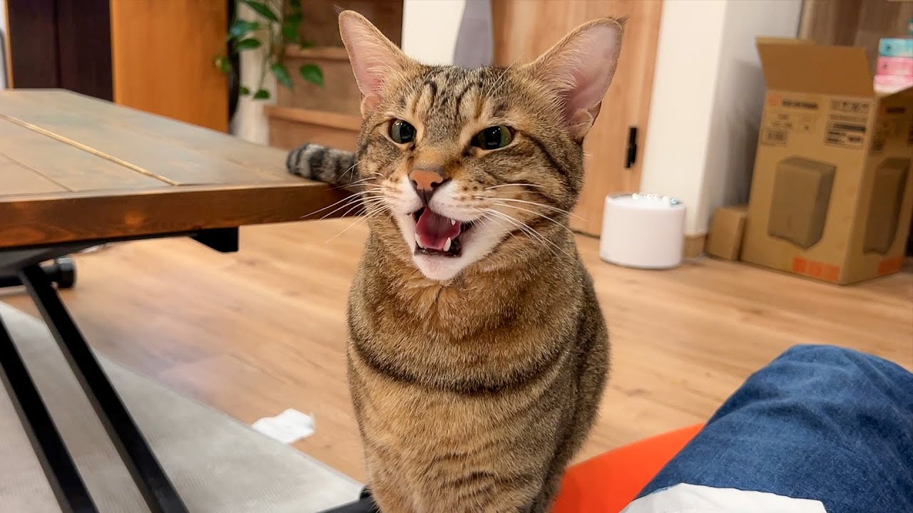 体調の悪い飼い主にとんでもないことを言ってくる猫