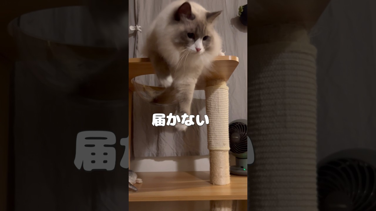 届かない？ #shorts #猫動画 #アビシニアン #サイベリアン #cat #まな猫