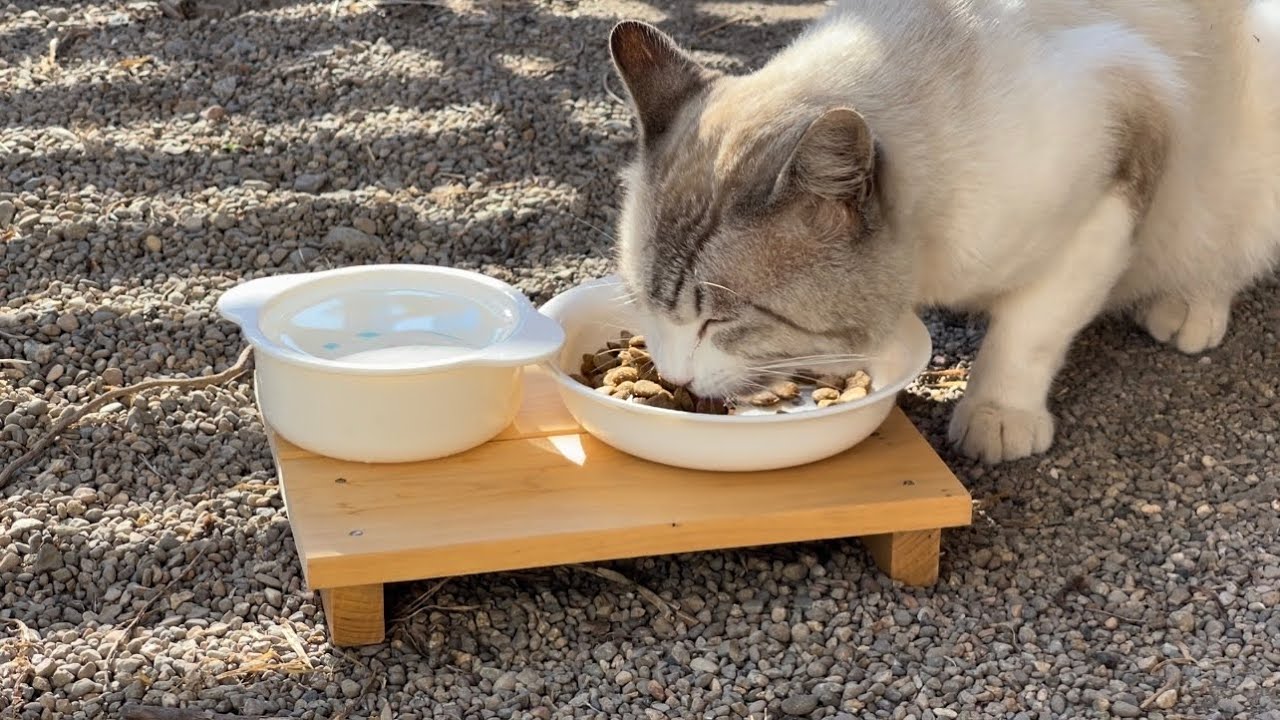 フェンスの影の中でご飯を食べる野良猫のしろまるくん。今日もお腹が空いていたみたいです。