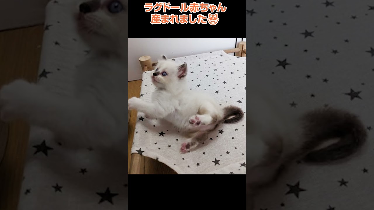 かわいいラグドールが産まれました🐈横浜 子猫専門ブリーダー「律子の部屋」 #shorts #ラグドール #猫のいる暮らし