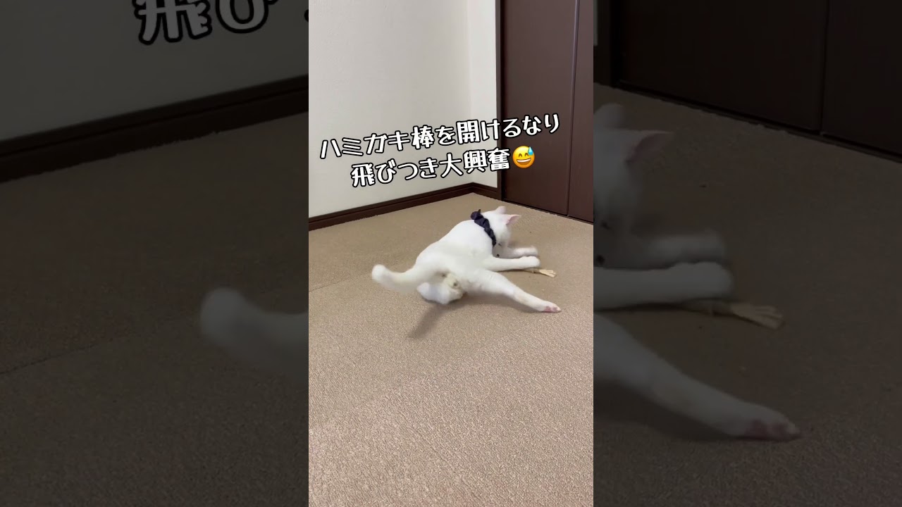 【変猫】保護した白猫はちょっと変わったオモロイ子猫💗ハミガキ棒で大興奮💨 / rescued a kitten #shorts #癒やし #変猫