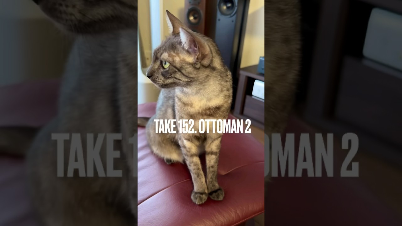 【#圧が強い❗️#パーソナルチェア の空きを待つ #猫 にゃ】#目力 #ねこのいる生活 #エジプシャンマウ #shorts