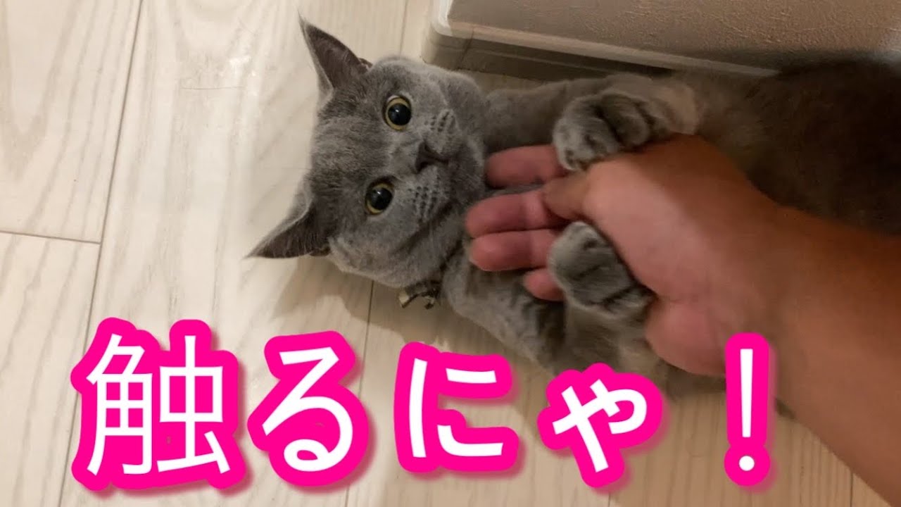 触り方が気にくわにゃい猫【ブリティッシュショートヘア】