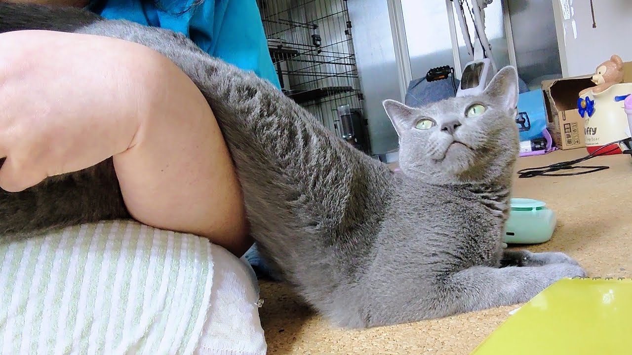 【猫動画】嫁を見つめていたいロシアンブルー【russianbule】A Russian Blue that wants to stare at its owner