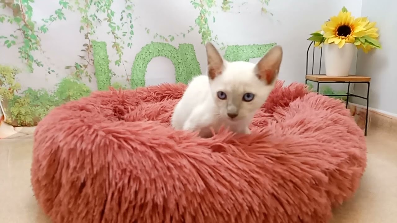 646479 トンキニーズ