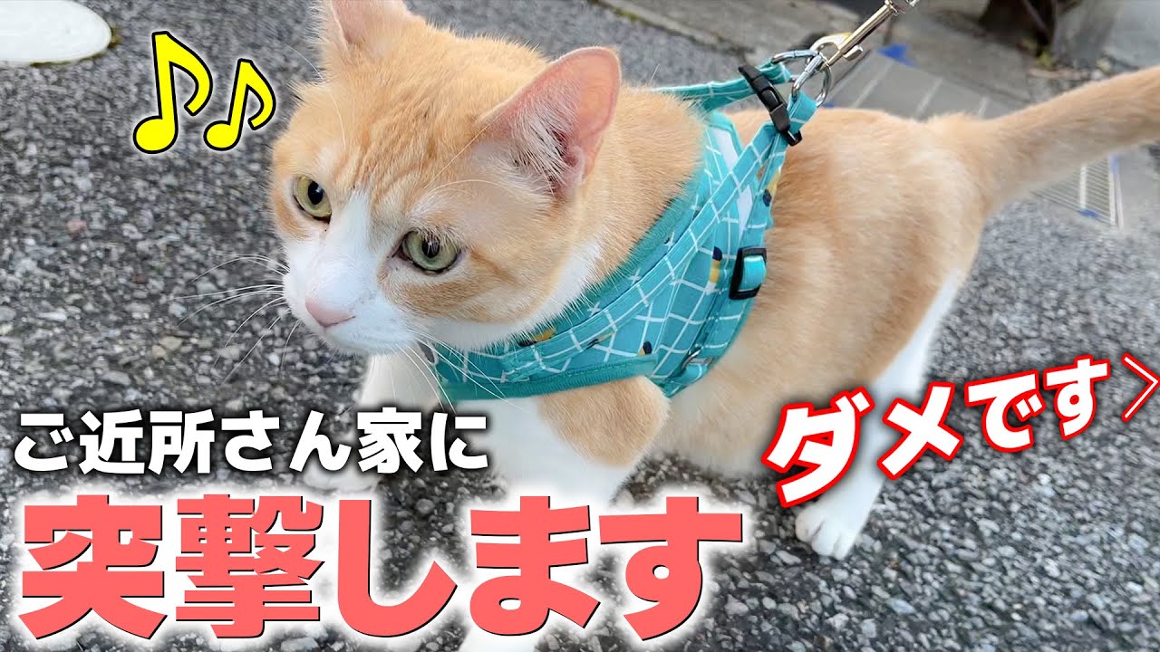 散歩大好きな猫とお出かけしたら急に知らない人の家に突撃し始めました…