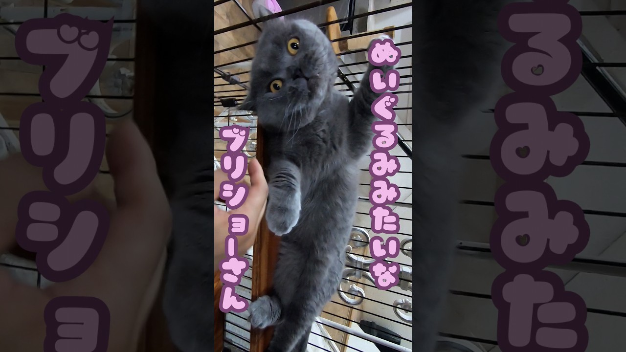 ぬいぐるみみたいなブリティッシュショートヘアを撫でると甘噛み（保護猫カフェ猫の木）十三駅