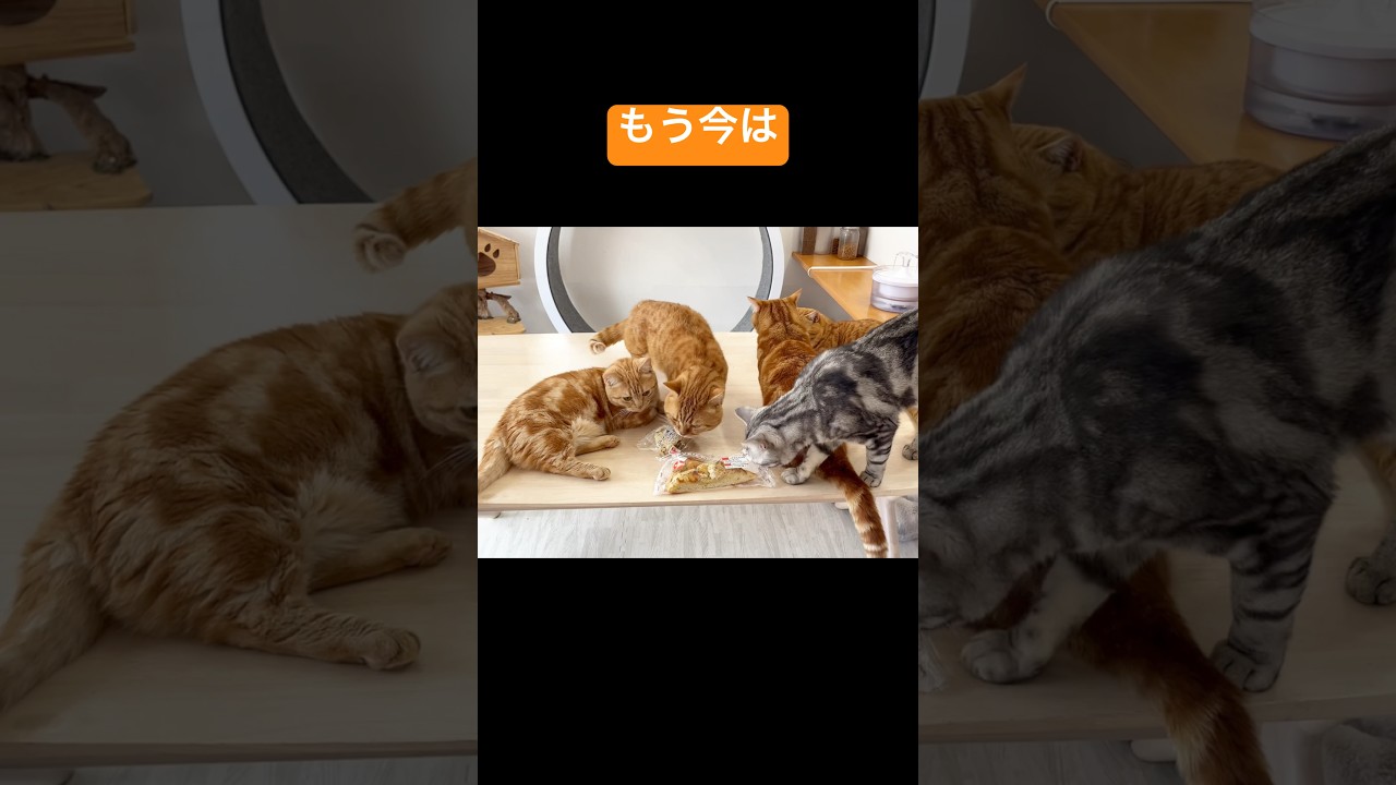 いつのまにかこうなった... #猫 #マンチカン #shorts
