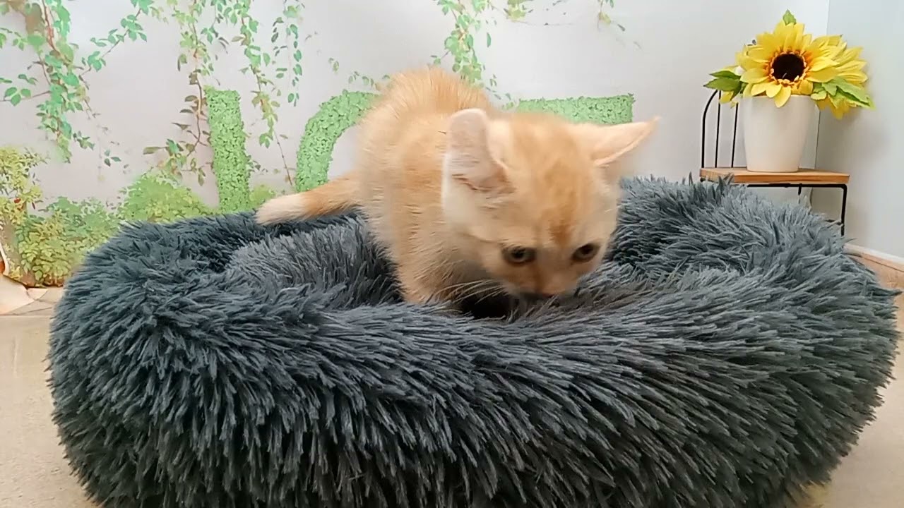 646483 アメリカンカール