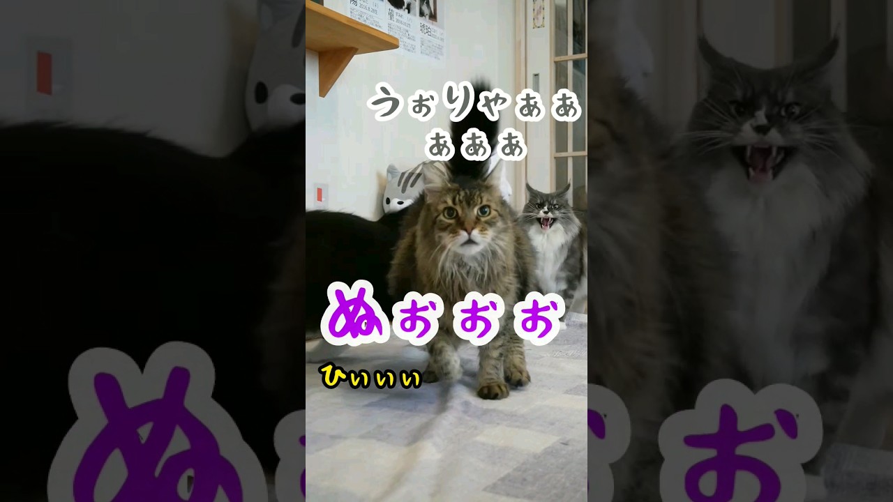 激しい誕生日な出勤風景【0826】 #cat #メインクーン #猫動画おもしろい #可愛い猫 #猫動画可愛い #猫カフェ #茶トラ #かわいい猫 #白黒猫 #猫動画