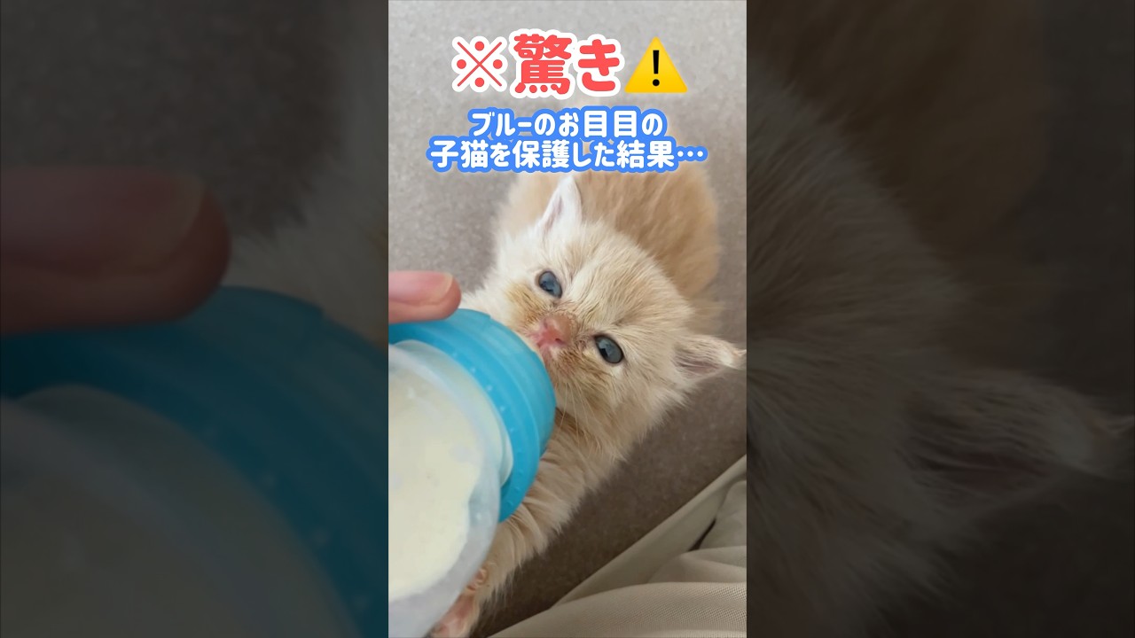【驚きの変化】ブルーのお目目の子猫を保護した結果…