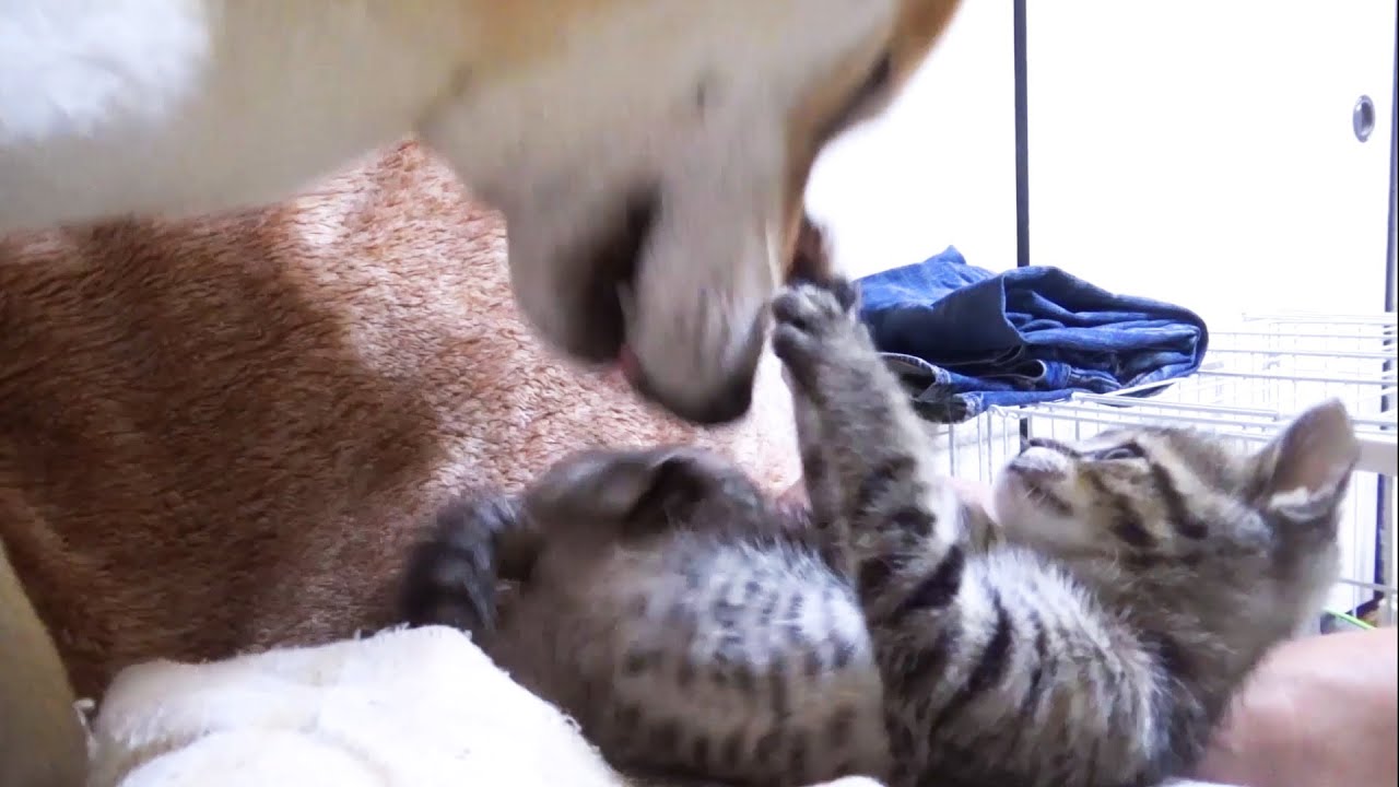 【R村の歴史】初めて子猫2匹が柴犬に立ち向かおうとにゃんプロを挑んだ結果こうなりました笑
