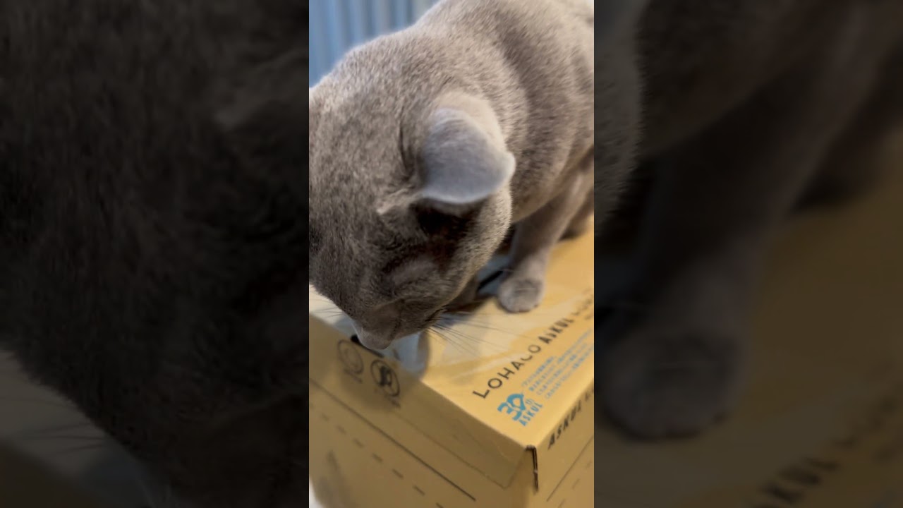 ウィルの毎日 #88 いつものご飯届く。 #ロシアンブルー #RussianBlue