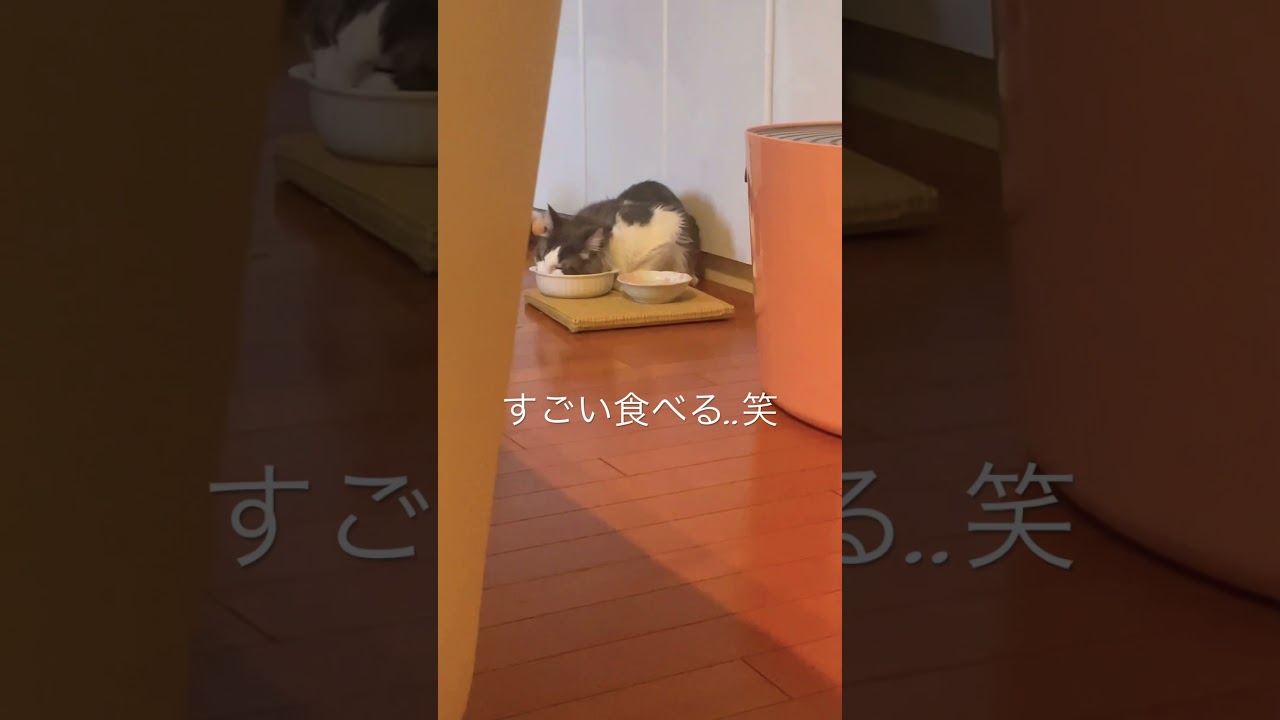 よく食べるリキ #ノルウェージャンフォレストキャット #猫のいる暮らし #成長期