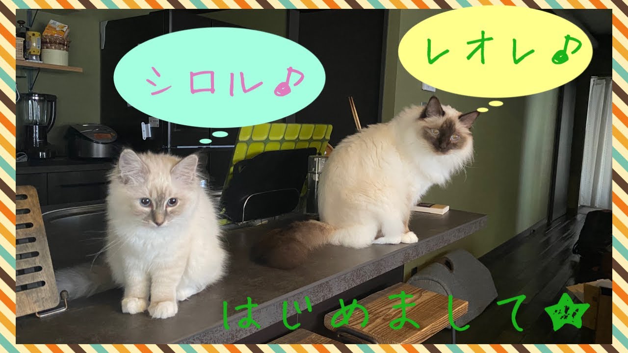 【バーマン】猫のシロルとレオレ