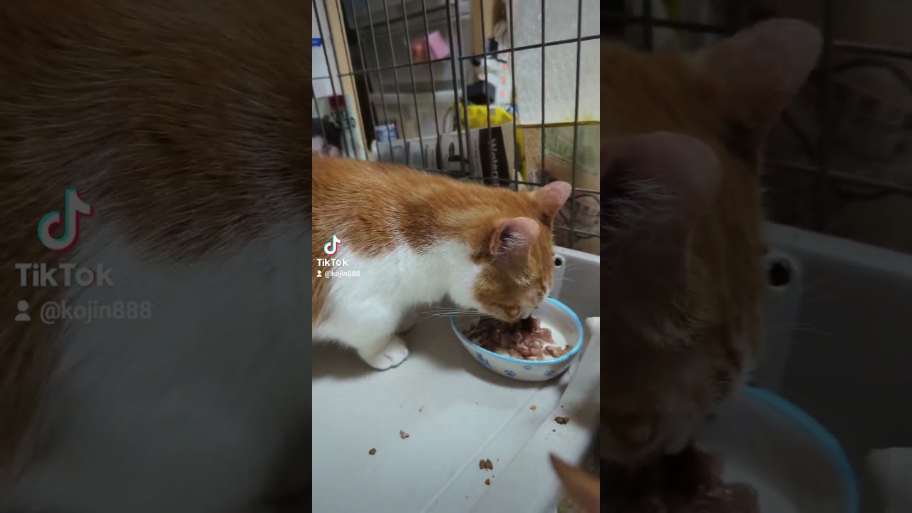 8/19ねこさんの晩餐会（´・ω・`） #ねこ #cat #アビシニアン #マンチカン #キジトラ #猫 #短足マンチカン #abyssinian #短足 #cute