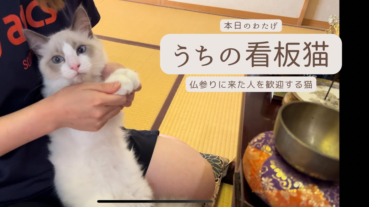 【ラグドールのわたげ】お盆期間の看板猫になる