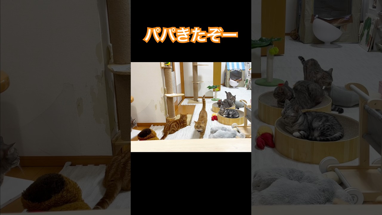 茶々くんがやってくる！ #猫 #マンチカン #shorts