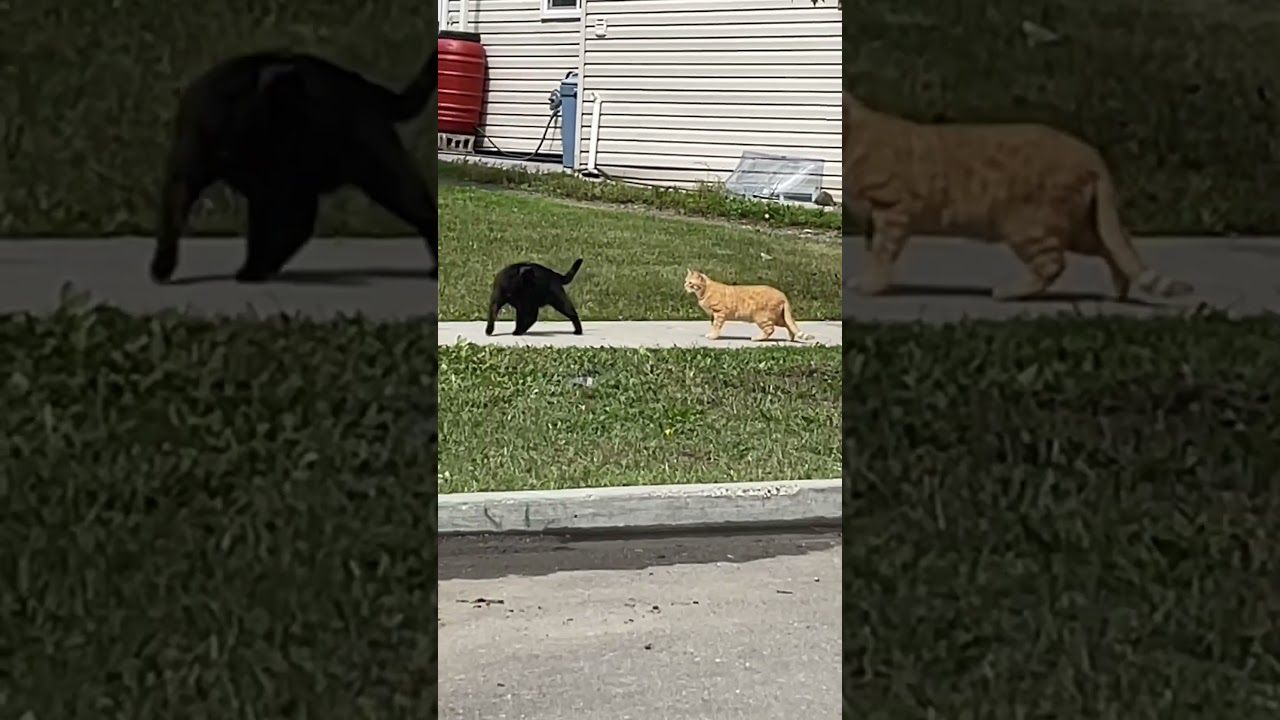 How brown cat made black cat calm down #cat #cats