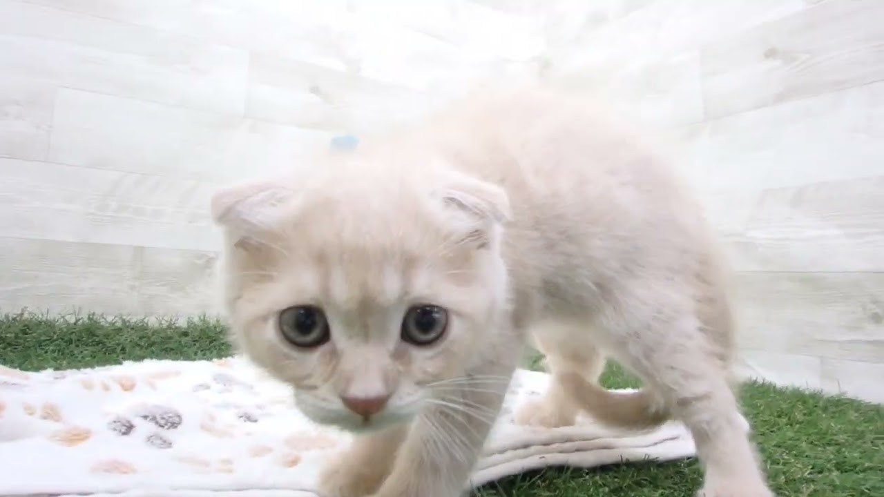 Coo&RIKU　No00643325 スコティッシュフォールド