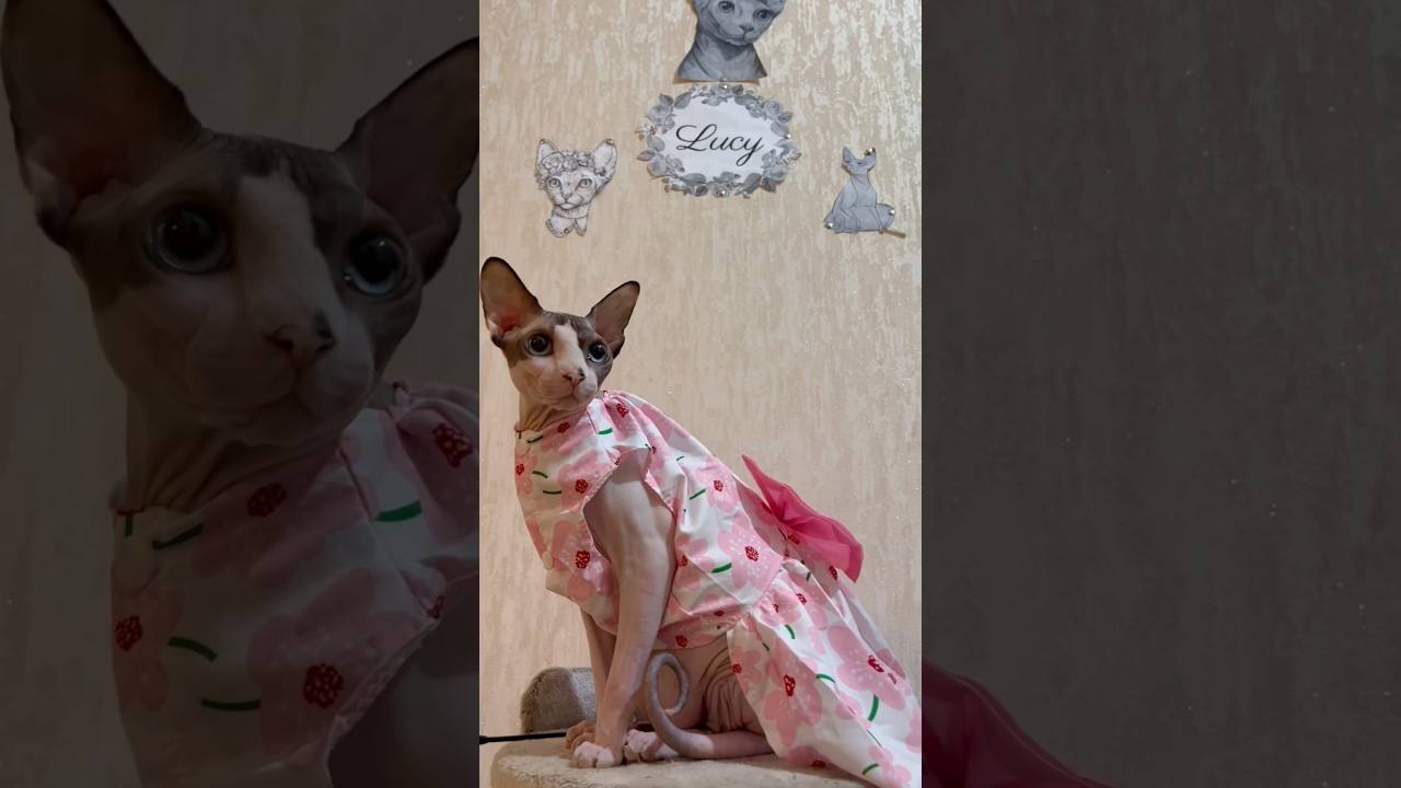 Ну какая же красота 😻 #shortsvideo #люся #cat #сфинкс