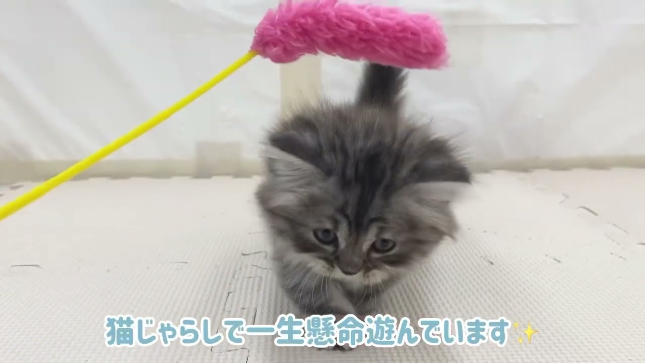 【マンチカン】遊ぶの大好き♡シルバータビーの男の子♡